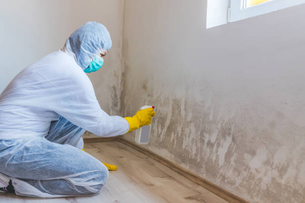 Licensed Mold Testing service in Winchester, IL - WQB Mold Removal