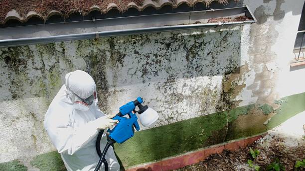 Top rated local Mold Testing specialists in Winchester, IL